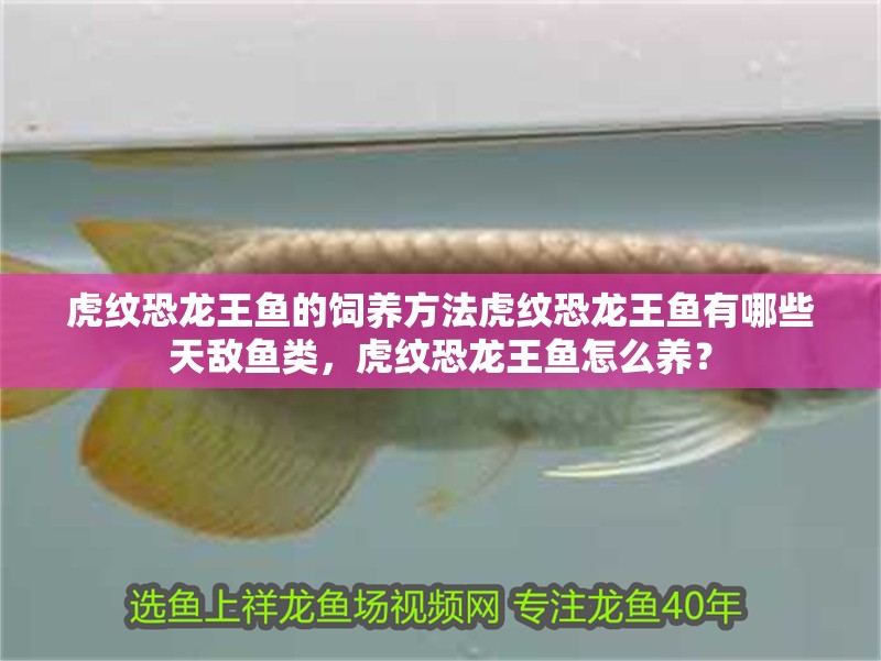虎紋恐龍王魚的飼養方法虎紋恐龍王魚有哪些天敵魚類，虎紋恐龍王魚怎么養？
