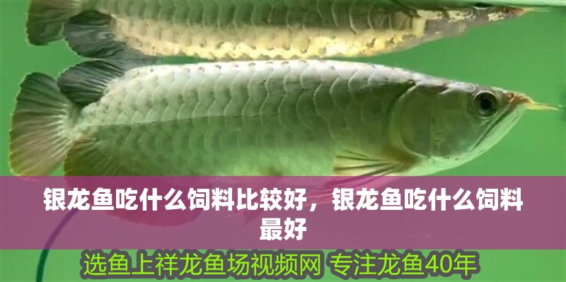 銀龍魚吃什么飼料比較好，銀龍魚吃什么飼料最好