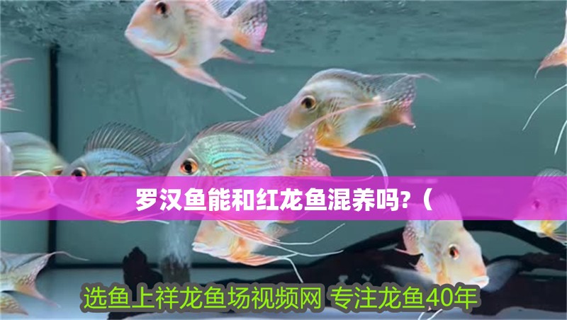 羅漢魚能和紅龍魚混養嗎?（
