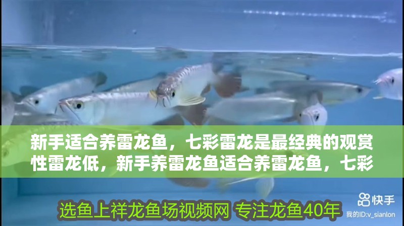 新手適合養(yǎng)雷龍魚，七彩雷龍是最經(jīng)典的觀賞性雷龍低，新手養(yǎng)雷龍魚適合養(yǎng)雷龍魚，七彩雷龍魚適合新手養(yǎng)雷龍魚