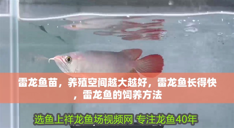 雷龍魚苗，養殖空間越大越好，雷龍魚長得快，雷龍魚的飼養方法