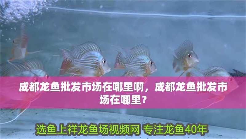 成都龍魚批發(fā)市場在哪里啊，成都龍魚批發(fā)市場在哪里？