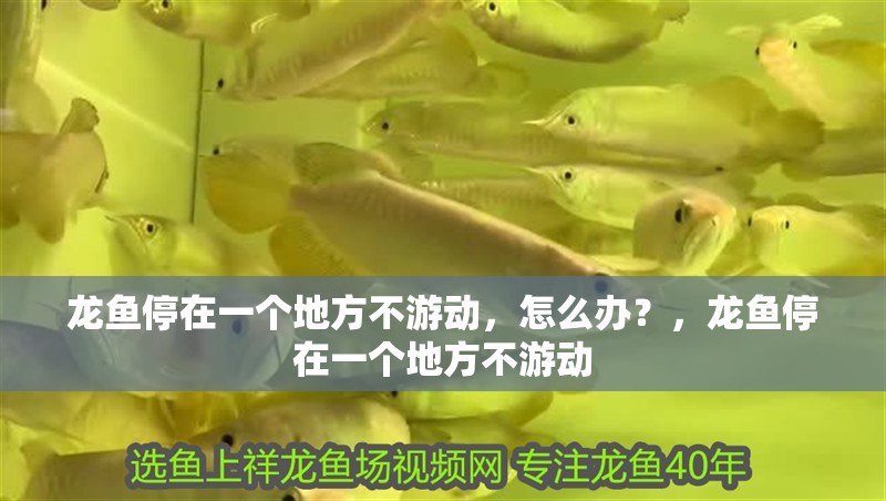 龍魚停在一個地方不游動，怎么辦？，龍魚停在一個地方不游動