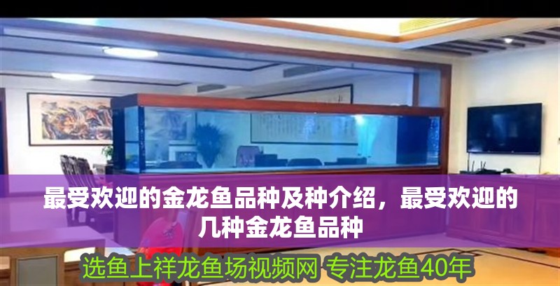 最受歡迎的金龍魚(yú)品種及種介紹，最受歡迎的幾種金龍魚(yú)品種