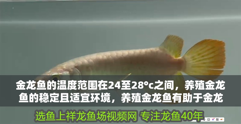 金龍魚的溫度范圍在24至28°c之間，養殖金龍魚的穩定且適宜環境，養殖金龍魚有助于金龍魚的健康生長和繁殖