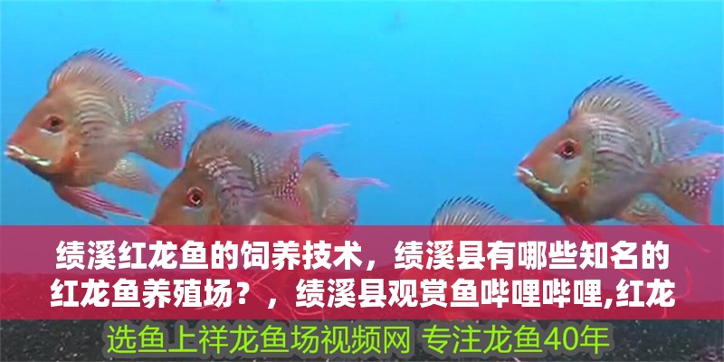 績溪紅龍魚的飼養(yǎng)技術(shù)，績溪縣有哪些知名的紅龍魚養(yǎng)殖場？，績溪縣觀賞魚嗶哩嗶哩,紅龍魚怎么養(yǎng)紅龍魚價(jià)格及圖片欣賞