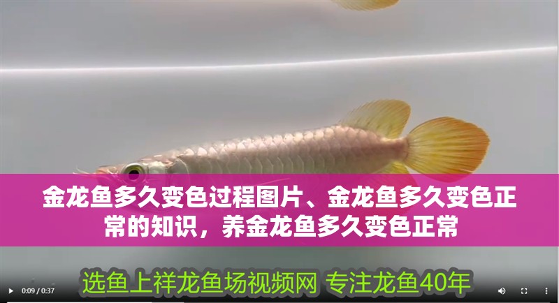 金龍魚多久變色過程圖片、金龍魚多久變色正常的知識(shí)，養(yǎng)金龍魚多久變色正常