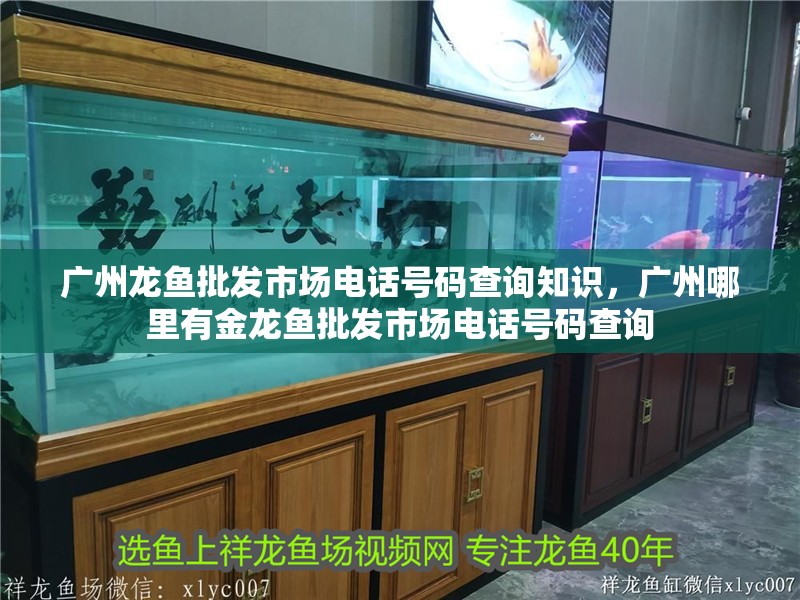 廣州龍魚批發市場電話號碼查詢知識，廣州哪里有金龍魚批發市場電話號碼查詢