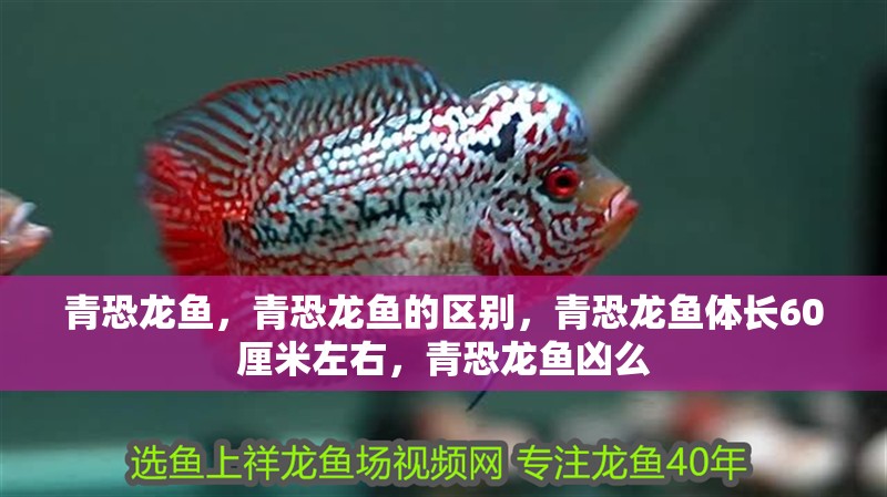 青恐龍魚，青恐龍魚的區(qū)別，青恐龍魚體長(zhǎng)60厘米左右，青恐龍魚兇么