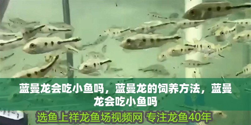 藍曼龍會吃小魚嗎，藍曼龍的飼養(yǎng)方法，藍曼龍會吃小魚嗎