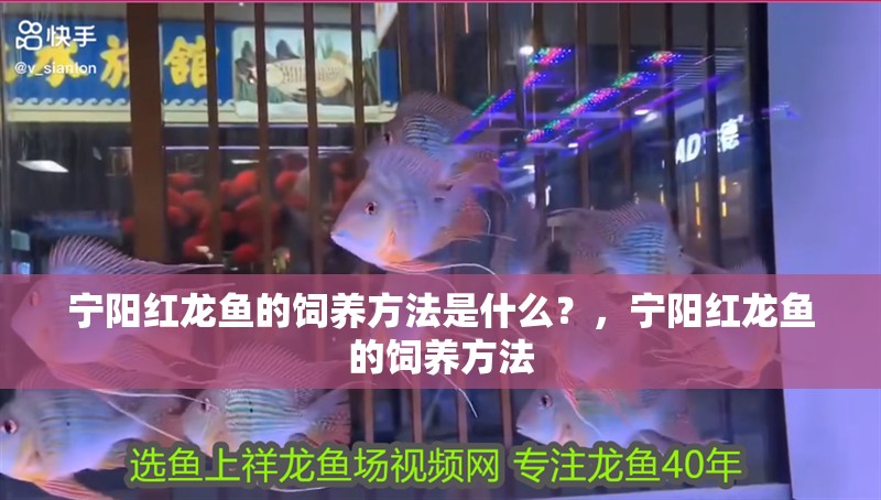 寧陽(yáng)紅龍魚(yú)的飼養(yǎng)方法是什么？，寧陽(yáng)紅龍魚(yú)的飼養(yǎng)方法