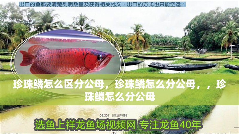 珍珠鱗怎么區分公母，珍珠鱗怎么分公母，，珍珠鱗怎么分公母