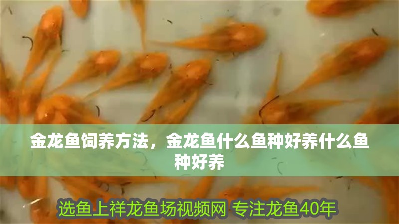 金龍魚飼養(yǎng)方法，金龍魚什么魚種好養(yǎng)什么魚種好養(yǎng)