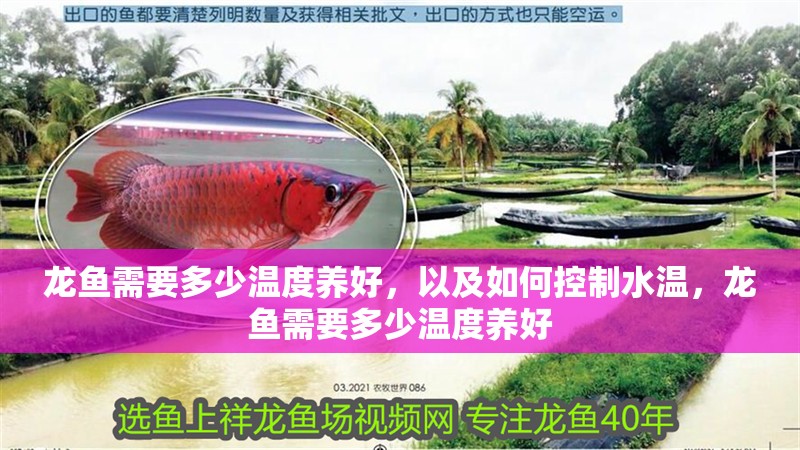 龍魚需要多少溫度養好，以及如何控制水溫，龍魚需要多少溫度養好