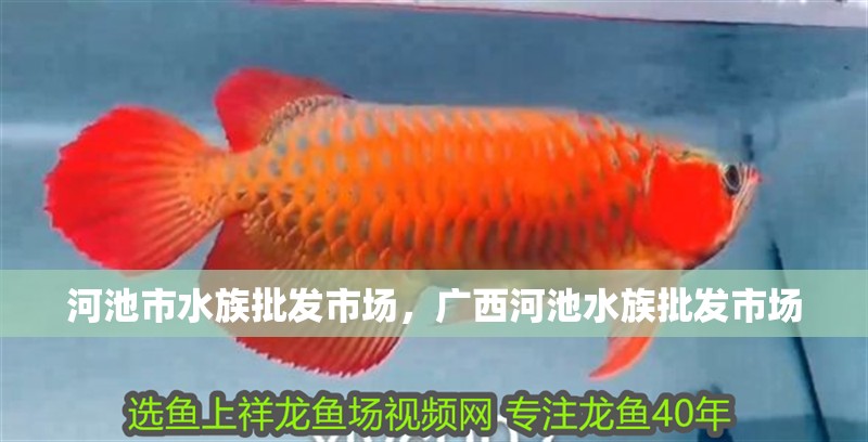 河池市水族批發市場，廣西河池水族批發市場