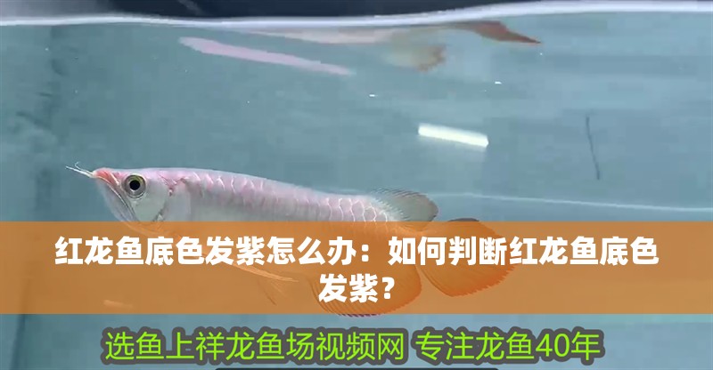 紅龍魚底色發紫怎么辦：如何判斷紅龍魚底色發紫？
