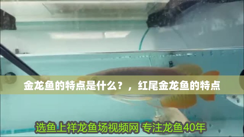 金龍魚的特點是什么？，紅尾金龍魚的特點