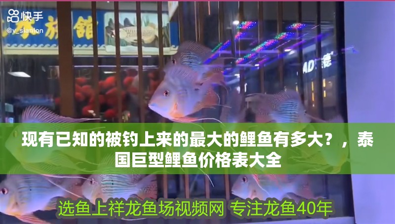 現有已知的被釣上來的最大的鯉魚有多大？，泰國巨型鯉魚價格表大全