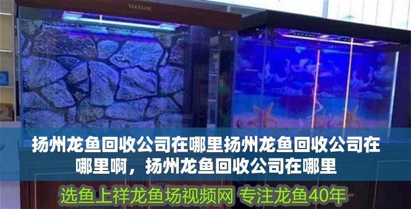 揚州龍魚回收公司在哪里揚州龍魚回收公司在哪里啊，揚州龍魚回收公司在哪里 揚州龍魚回收公司在哪里揚州龍魚回收公司在哪里啊，揚州龍魚回收公司在哪里 觀賞魚百科 第3張