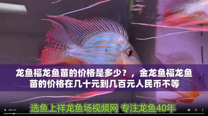 龍魚福龍魚苗的價格是多少？，金龍魚福龍魚苗的價格在幾十元到幾百元人民幣不等