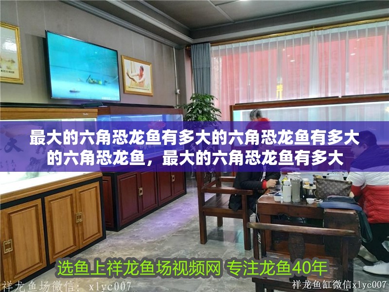 最大的六角恐龍魚有多大的六角恐龍魚有多大的六角恐龍魚，最大的六角恐龍魚有多大