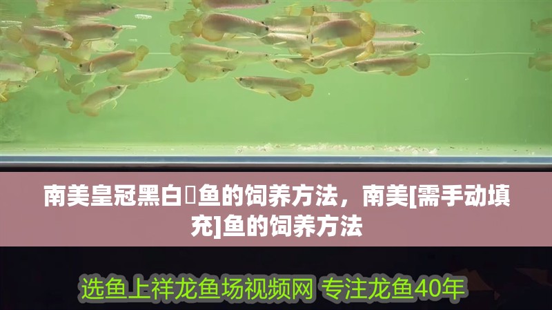 南美皇冠黑白魟魚的飼養方法，南美[需手動填充]魚的飼養方法