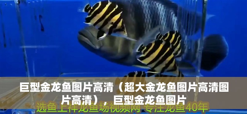 巨型金龍魚圖片高清（超大金龍魚圖片高清圖片高清），巨型金龍魚圖片