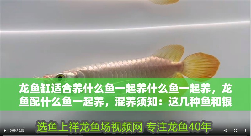 龍魚缸適合養什么魚一起養什么魚一起養，龍魚配什么魚一起養，混養須知：這幾種魚和銀龍魚一起混養效果絕佳，你知道有哪些嗎？