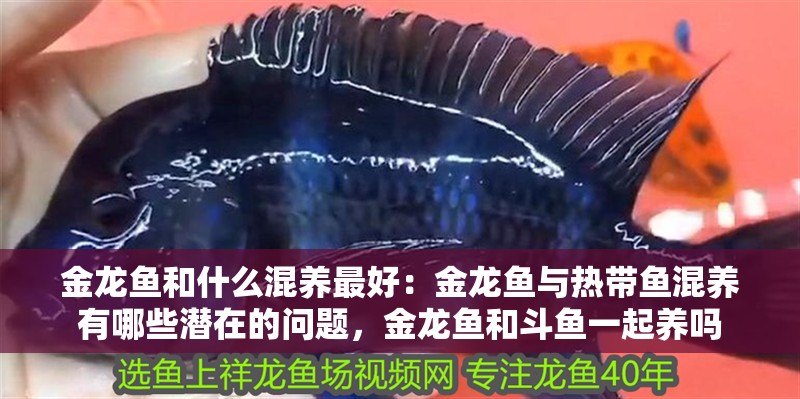 金龍魚和什么混養最好：金龍魚與熱帶魚混養有哪些潛在的問題，金龍魚和斗魚一起養嗎