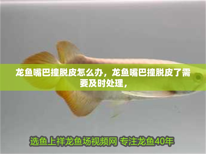 龍魚嘴巴撞脫皮怎么辦，龍魚嘴巴撞脫皮了需要及時處理，