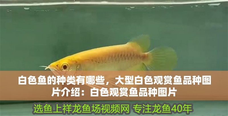 白色魚的種類有哪些，大型白色觀賞魚品種圖片介紹：白色觀賞魚品種圖片