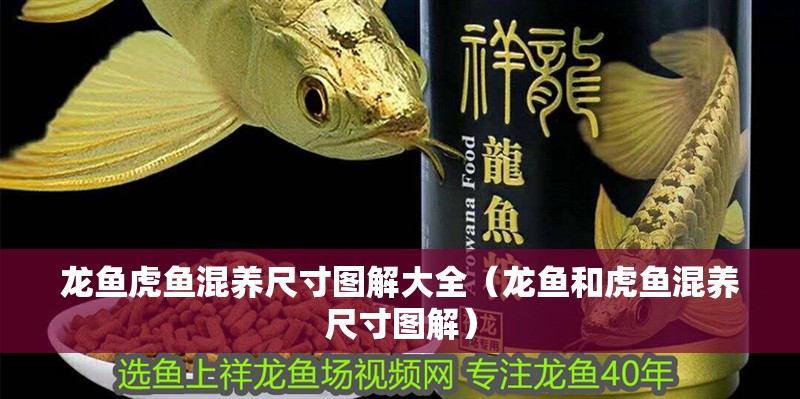 龍魚虎魚混養尺寸圖解大全（龍魚和虎魚混養尺寸圖解）