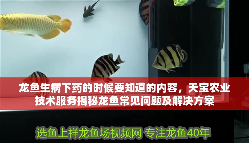 龍魚生病下藥的時(shí)候要知道的內(nèi)容，天寶農(nóng)業(yè)技術(shù)服務(wù)揭秘龍魚常見問題及解決方案