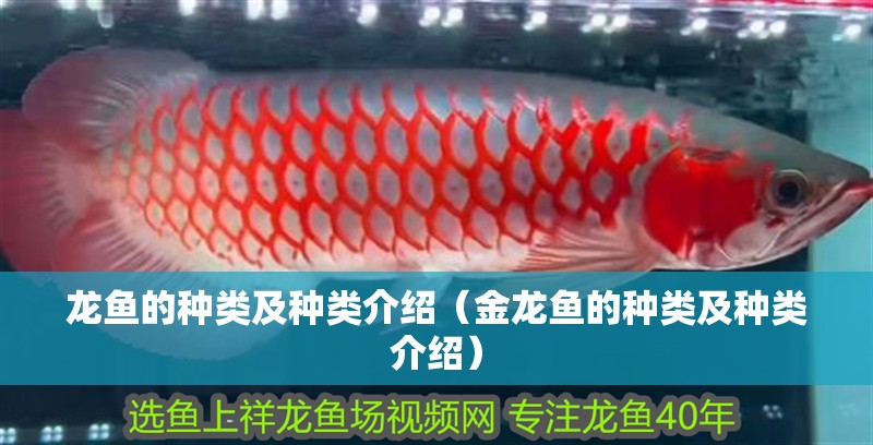 龍魚的種類及種類介紹（金龍魚的種類及種類介紹）