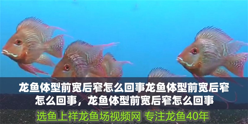 龍魚體型前寬后窄怎么回事龍魚體型前寬后窄怎么回事，龍魚體型前寬后窄怎么回事