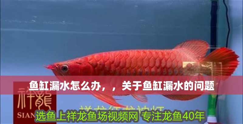 魚(yú)缸漏水怎么辦，，關(guān)于魚(yú)缸漏水的問(wèn)題