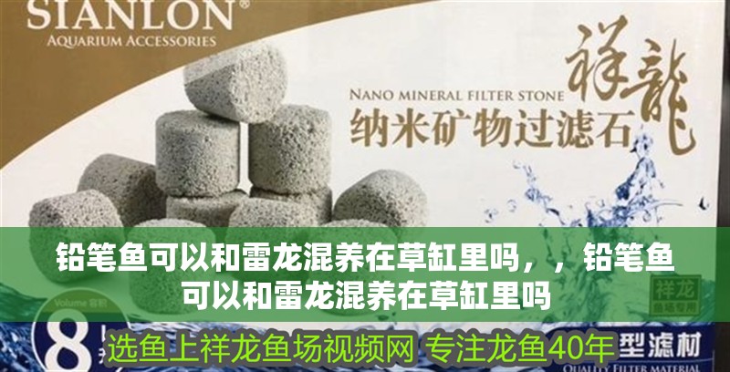 鉛筆魚可以和雷龍混養在草缸里嗎，，鉛筆魚可以和雷龍混養在草缸里嗎