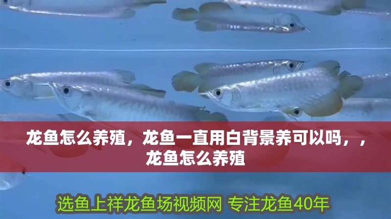 龍魚怎么養殖，龍魚一直用白背景養可以嗎，，龍魚怎么養殖