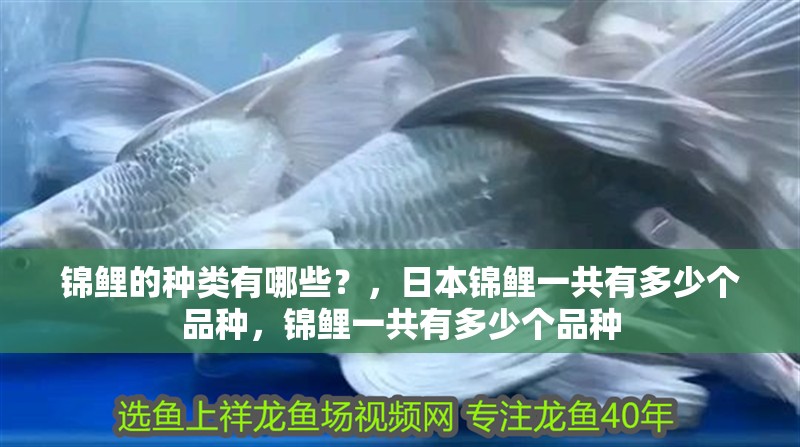 錦鯉的種類有哪些？，日本錦鯉一共有多少個品種，錦鯉一共有多少個品種