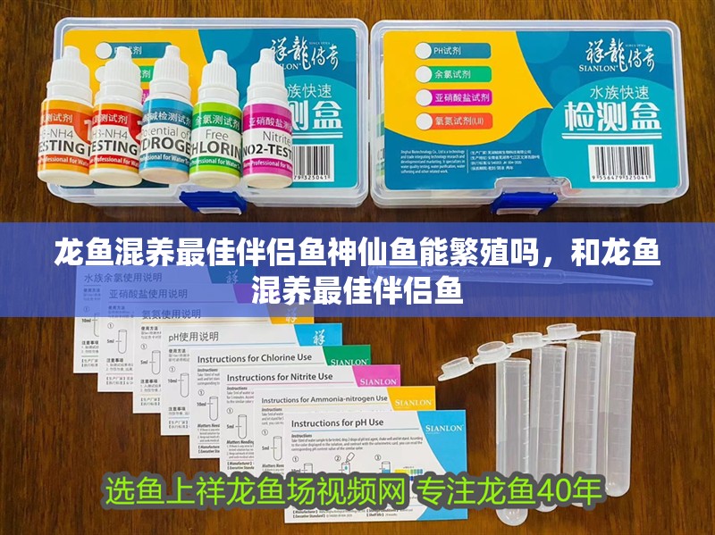 龍魚混養(yǎng)最佳伴侶魚神仙魚能繁殖嗎，和龍魚混養(yǎng)最佳伴侶魚