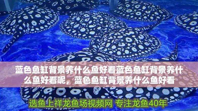 藍色魚缸背景養(yǎng)什么魚好看藍色魚缸背景養(yǎng)什么魚好看呢，藍色魚缸背景養(yǎng)什么魚好看