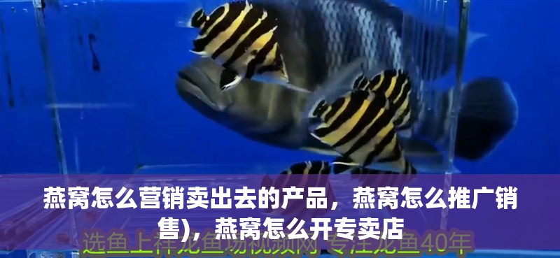 燕窩怎么營銷賣出去的產品，燕窩怎么推廣銷售)，燕窩怎么開專賣店