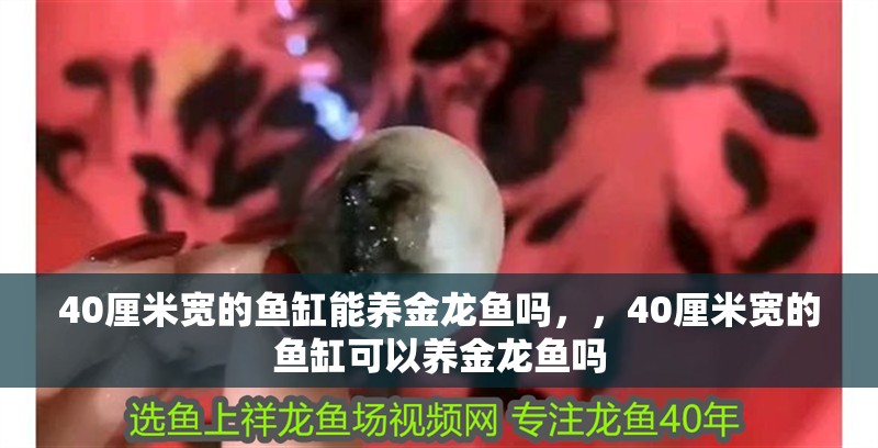 40厘米寬的魚缸能養(yǎng)金龍魚嗎，，40厘米寬的魚缸可以養(yǎng)金龍魚嗎