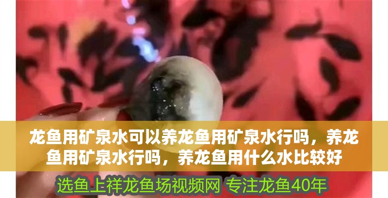 龍魚用礦泉水可以養(yǎng)龍魚用礦泉水行嗎，養(yǎng)龍魚用礦泉水行嗎，養(yǎng)龍魚用什么水比較好