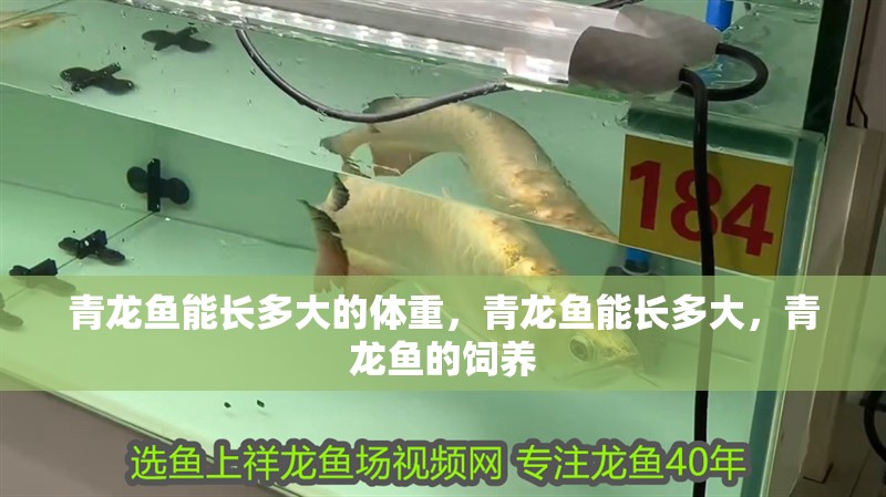 青龍魚能長(zhǎng)多大的體重，青龍魚能長(zhǎng)多大，青龍魚的飼養(yǎng)