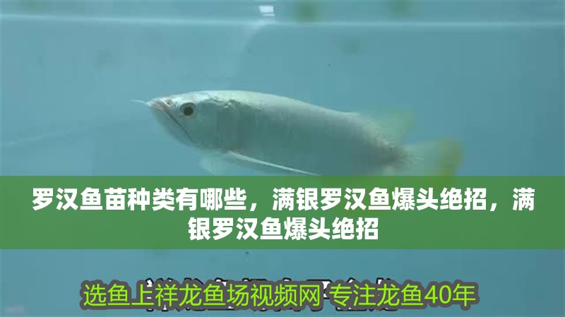 羅漢魚(yú)苗種類有哪些，滿銀羅漢魚(yú)爆頭絕招，滿銀羅漢魚(yú)爆頭絕招
