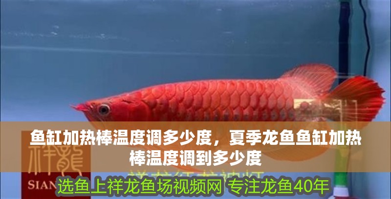 魚缸加熱棒溫度調多少度，夏季龍魚魚缸加熱棒溫度調到多少度