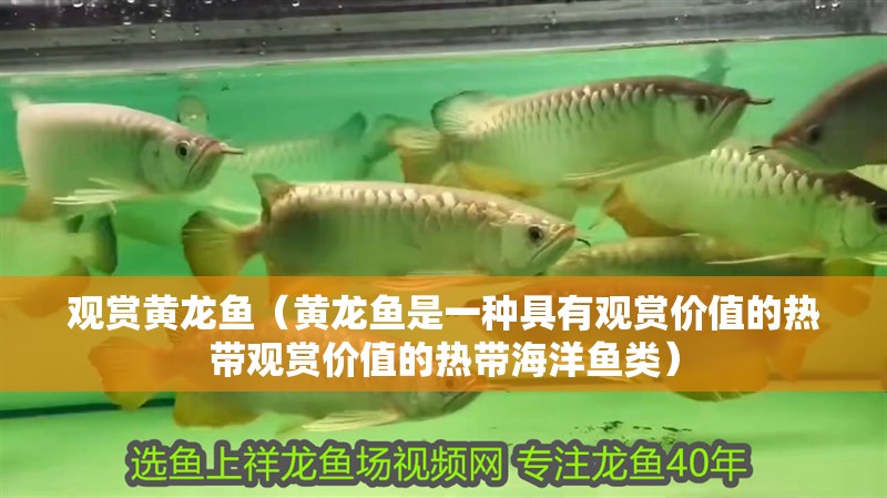 觀賞黃龍魚（黃龍魚是一種具有觀賞價值的熱帶觀賞價值的熱帶海洋魚類）