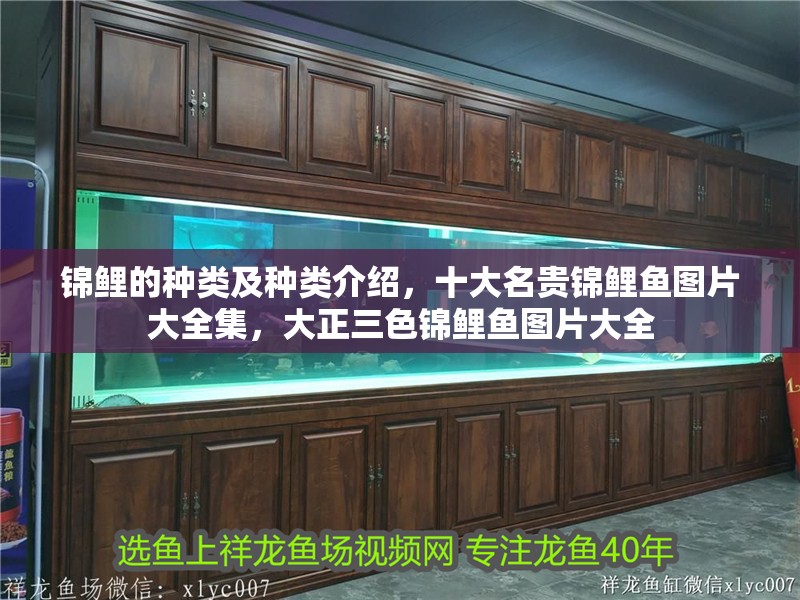 錦鯉的種類及種類介紹，十大名貴錦鯉魚圖片大全集，大正三色錦鯉魚圖片大全