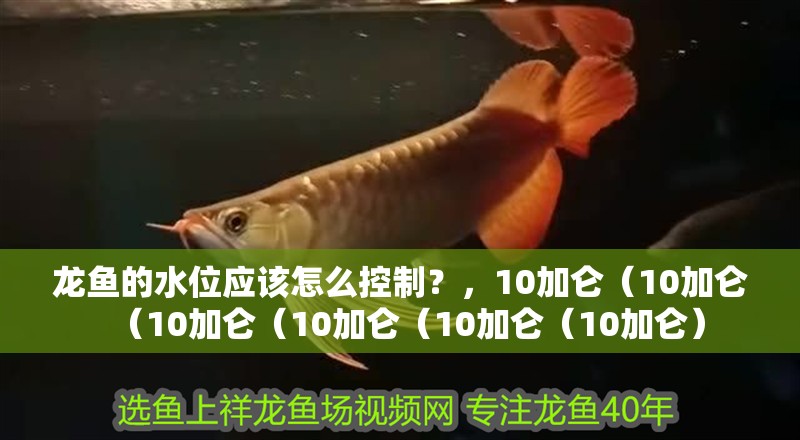 龍魚的水位應該怎么控制？，10加侖（10加侖（10加侖（10加侖（10加侖（10加侖） 龍魚的水位應該怎么控制？，10加侖（10加侖（10加侖（10加侖（10加侖（10加侖） 觀賞魚百科 第4張
